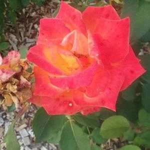 Meet your Posher, Jeremy